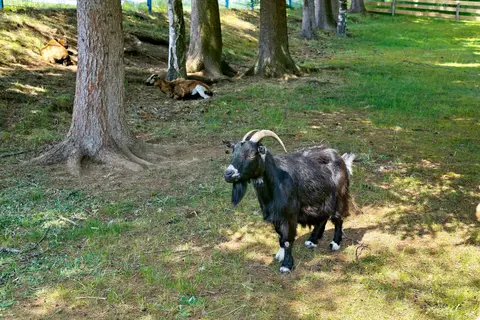 Knaus Campingpark Lackenhäuser in Neureichenau — foto 25