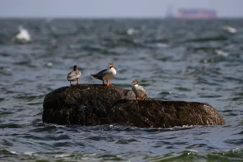 Ontdek Rügen vanuit Bergen foto 5