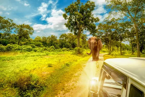 22-daagse rondreis Grand Tour Sri Lanka in Kelebokka — foto 4
