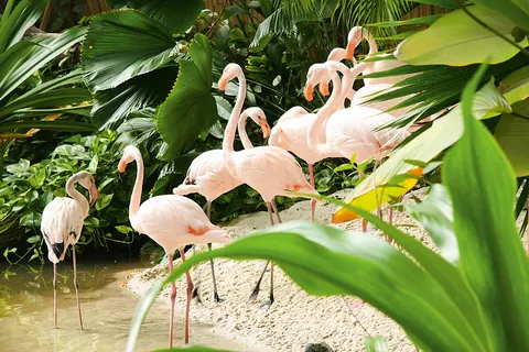 Tropical Island Resort foto 10