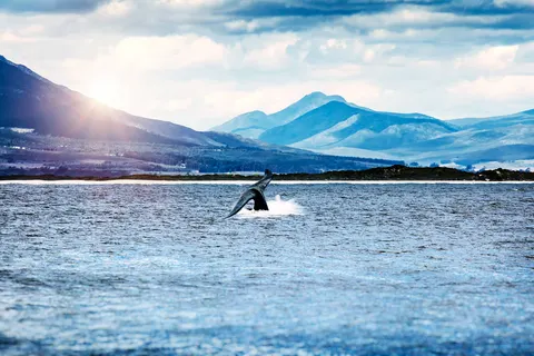 Explore the Garden Route & Beyond foto 3