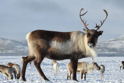 5-daags Winteravontuur Malangen in Noord-Noorwegen — foto 5