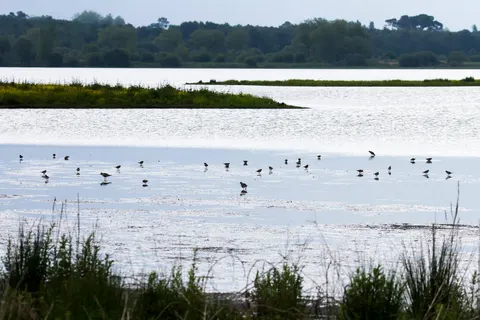 Camping Landae foto 7