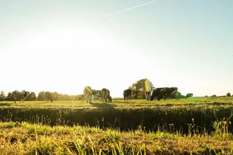 Vakantiepark De Toffe Peer foto 11