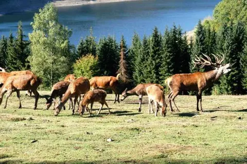 Burghaus en Villa Kronenburg foto 28