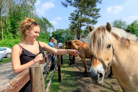 Camping De Reeënwissel in Hoogersmilde