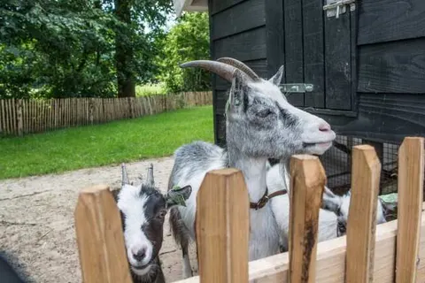 Erfgoed Bossem foto 36