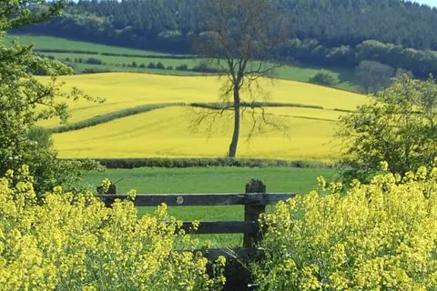 Hotel am Mühlenteich foto 18