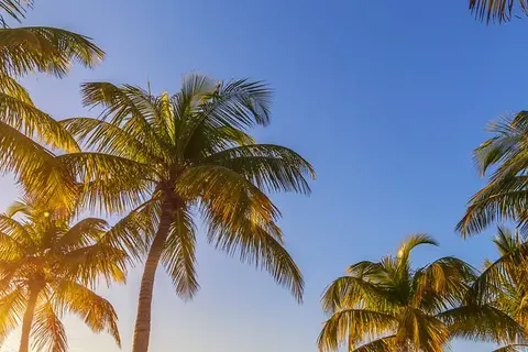 Discover Fantastic Florida foto 6