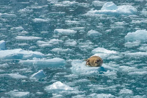 Grand Alaska Tour foto 14