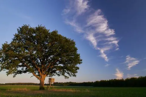 Ringhotel Forellenhof foto 36
