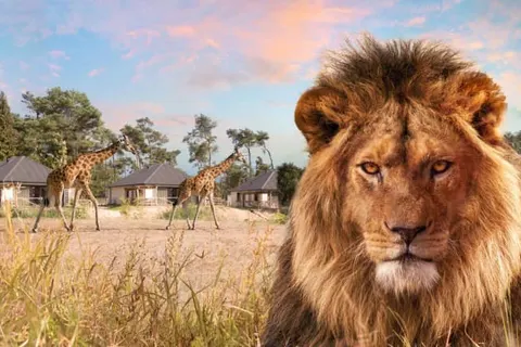 Safari Resort Beekse Bergen foto 8