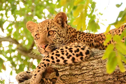 Perfect Match South Africa & Mauritius foto 3