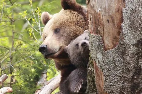 Ferienpark Geyersberg in Freyung — foto 29