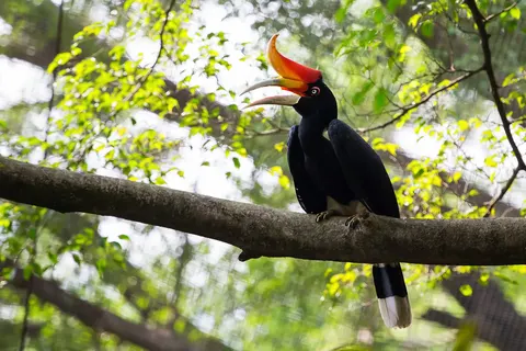 Avontuurlijk Maleisië foto 14