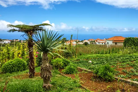Fly & Drive Kleurrijk Madeira foto 5