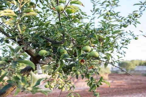 Leonardo Trulli Resort in Locorotondo — foto 21