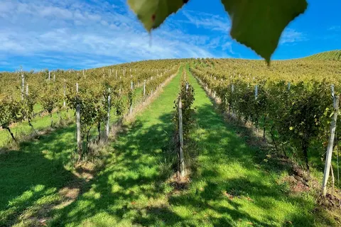 Weingut Rohrbacher foto 4