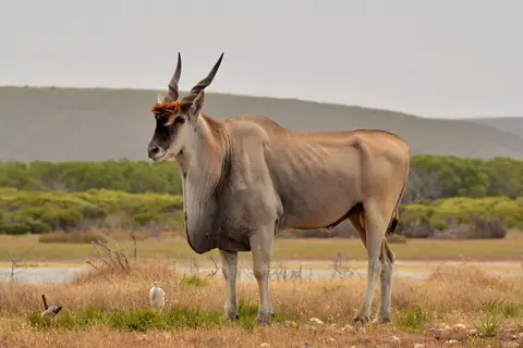 De Hoop Collection in De Hoop Nature Reserve — foto 7