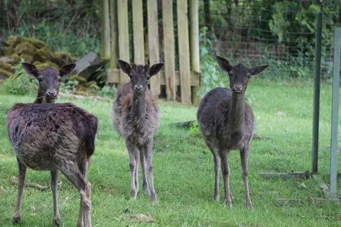 Gästehaus Kiebel foto 20