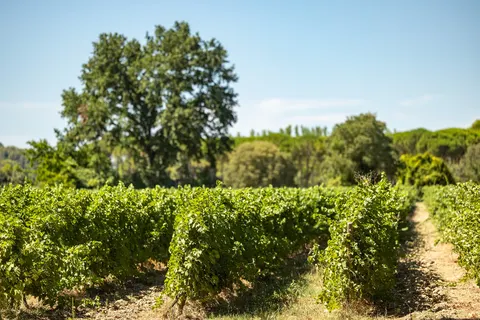 Camping Le Domaine De Massereau foto 24