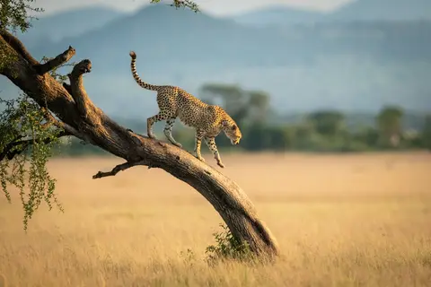 Tanzania Compleet in Tanzania — foto 9