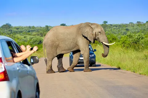 Kaapse Familievakantie in Pretoria — foto 11