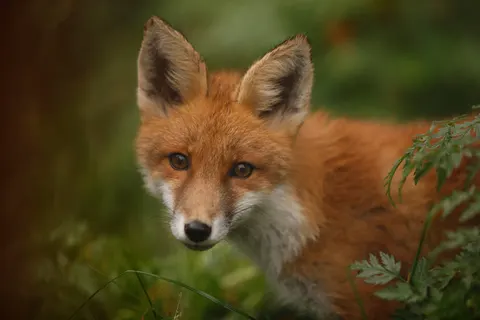 Ontdek Finland foto 13