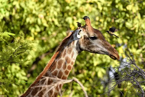8-daagse rondreis Verrassend Gambia & Senegal foto 2