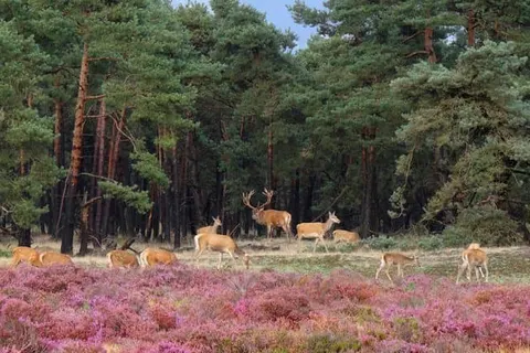 Golden Tulip Ampt van Nijkerk foto 22