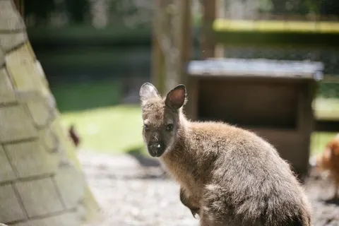 Camping Saint-michel foto 11