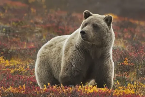 Alaska & Yukon Highlights in Alaska