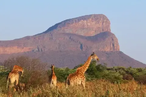 A Wildlife Adventure in South Africa foto 6