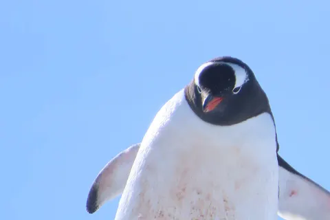 A taste of Antarctica foto 3