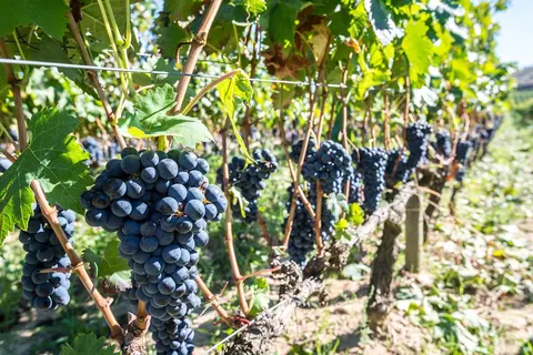 8 daagse fly drive Noord Spanje foto 3