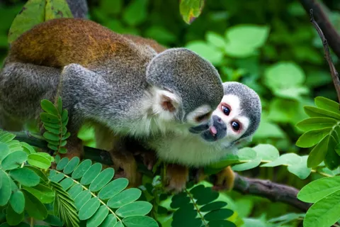 An Exploration of Ecuador in Otavalo — foto 5