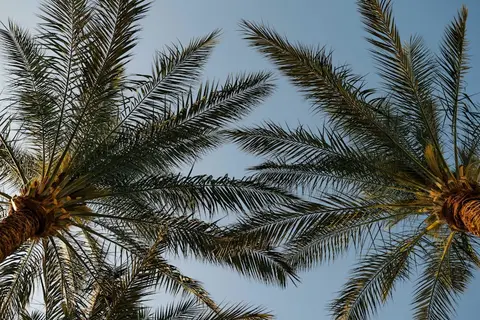 Baron Palms Sharm El Sheikh in Sharm El Sheikh, foto 18