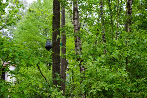 Vakantiepark Grafschaft Bentheim foto 10