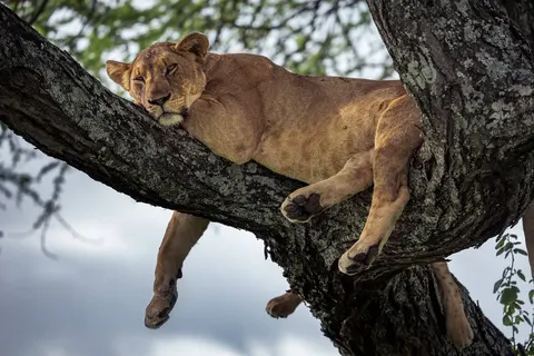 Zanzibar en safari foto 12