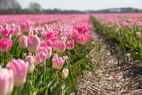 Fietscruise voorjaarstour tulpen en Nederlands erfgoed met De Nassau foto 1