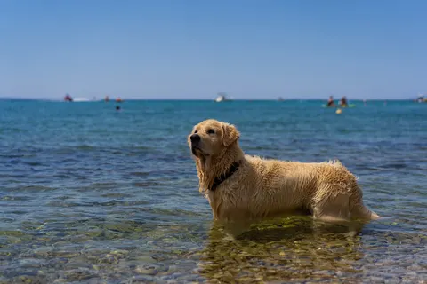 Terra Park Phalaris in Novalja — foto 4