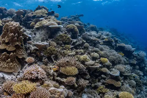 Park Hyatt Maldives Hadahaa in ގާފަރު Gaafaru — foto 24