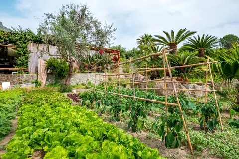 Park Hotel Terme Mediterraneo in Forio — foto 2
