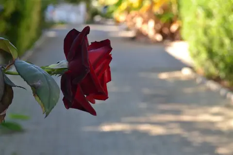 Flor da Laranja in Albufeira — foto 29