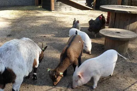 Vakantiepark de Bosrand foto 6