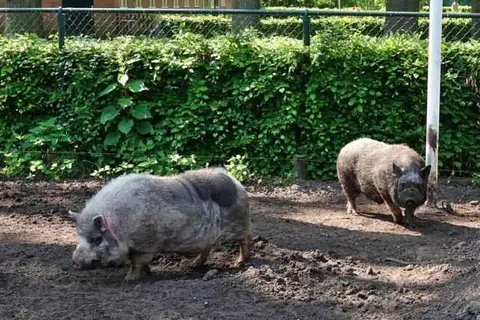 Vodatent Camping Emmen in Schoonebeek, foto 18