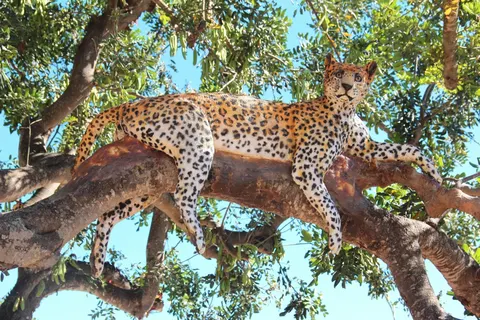 Camping Sanguli foto 24