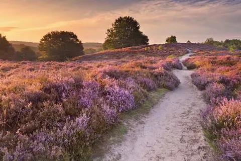 Appartementen De Bosrand foto 18