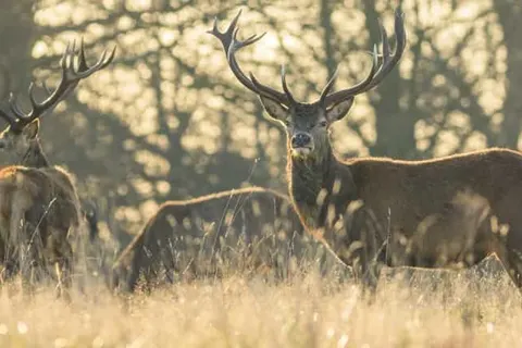 Veluwe Hotel Stakenberg foto 23