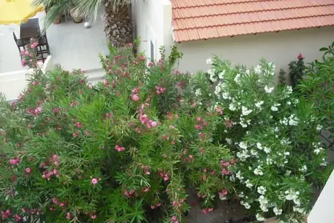 Summer Memories Hotel Apartments in Πεύκοι — foto 21